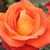 Narančasta - Grmolike ruže - Lydia®